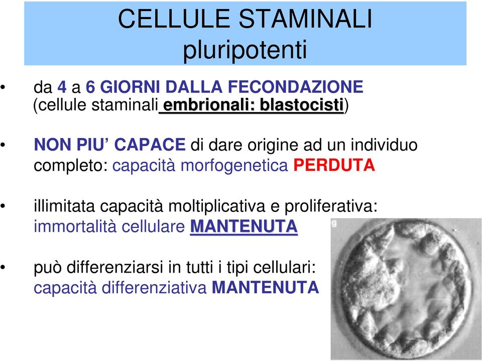 morfogenetica PERDUTA illimitata capacità moltiplicativa e proliferativa: immortalità