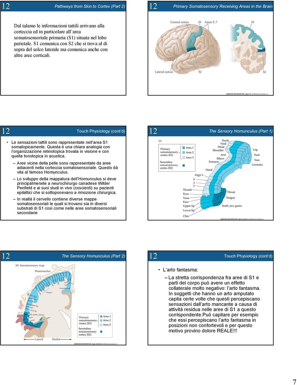 12 The Sensory Homunculus (Part 1) Le sensazioni tattili sono rappresentate nell area S1 somatopicamente.