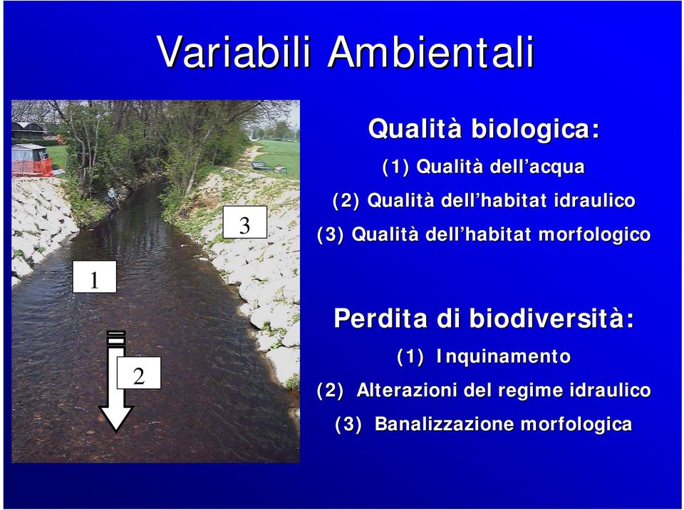 habitat morfologico 1 2 Perdita di biodiversità: (1)