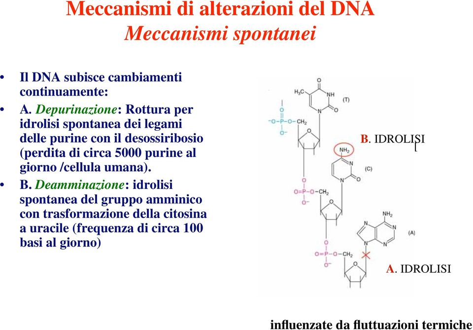 purine al giorno /cellula umana). B.