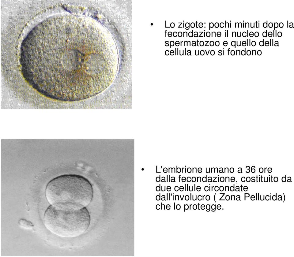 L'embrione umano a 36 ore dalla fecondazione, costituito da