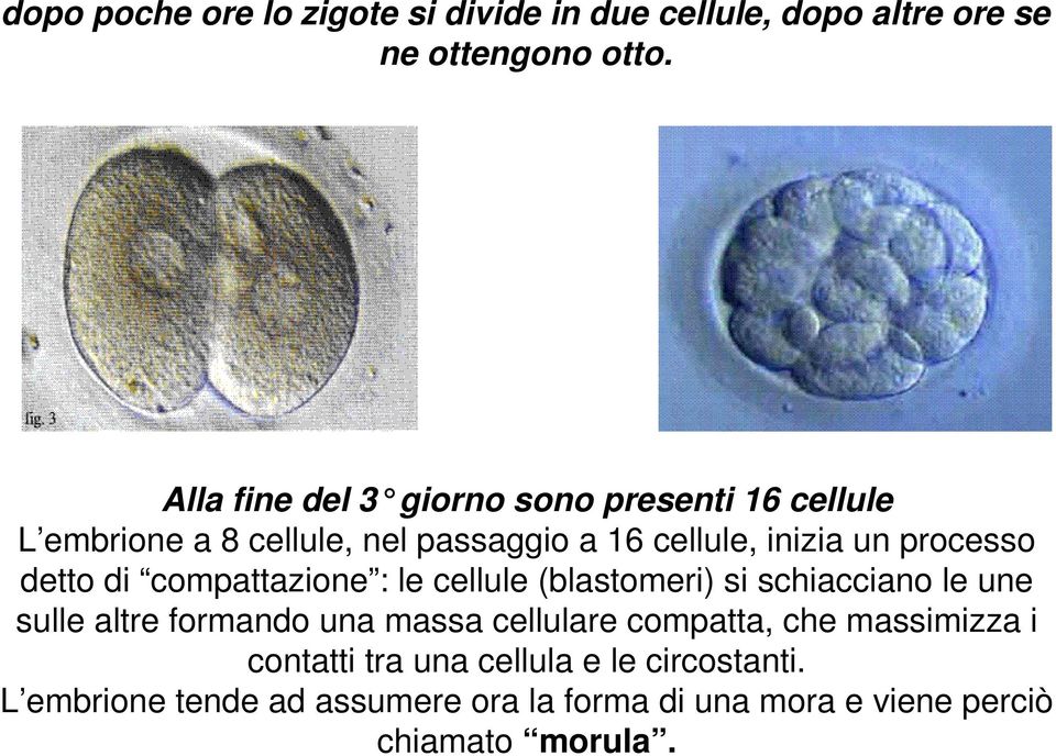 detto di compattazione : le cellule (blastomeri) si schiacciano le une sulle altre formando una massa cellulare