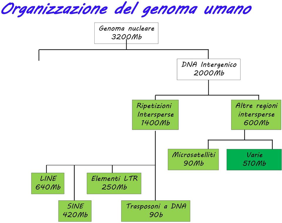 regioni intersperse 600Mb Microsatelliti 90Mb Varie 510Mb