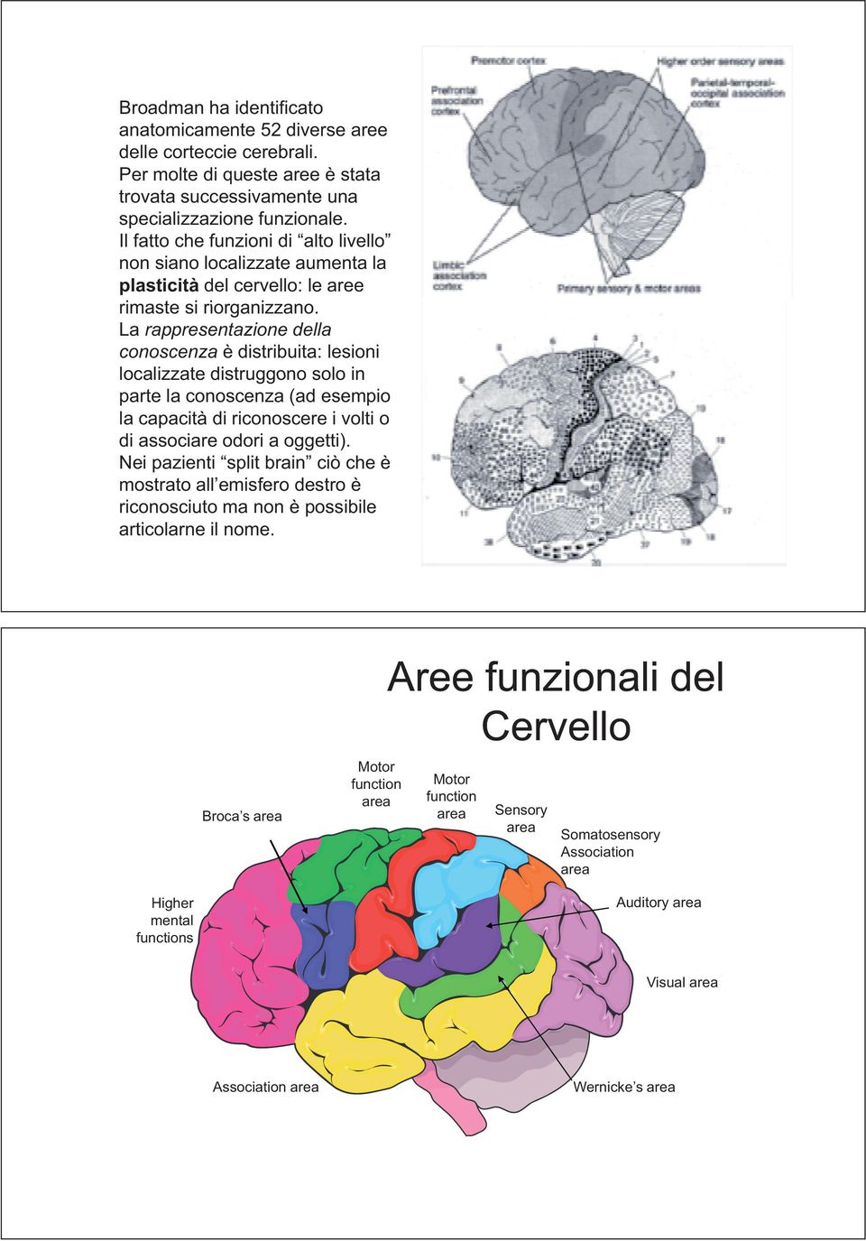 La rappresentazione della conoscenza è distribuita: lesioni localizzate distruggono solo in parte la conoscenza (ad esempio la capacità di riconoscere i volti o di associare odori a oggetti).