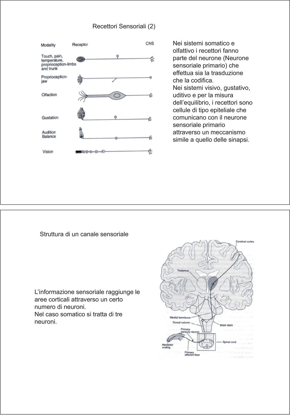 Nei sistemi visivo, gustativo, uditivo e per la misura dell equilibrio equilibrio, i recettori sono cellule di tipo epiteliale che comunicano con