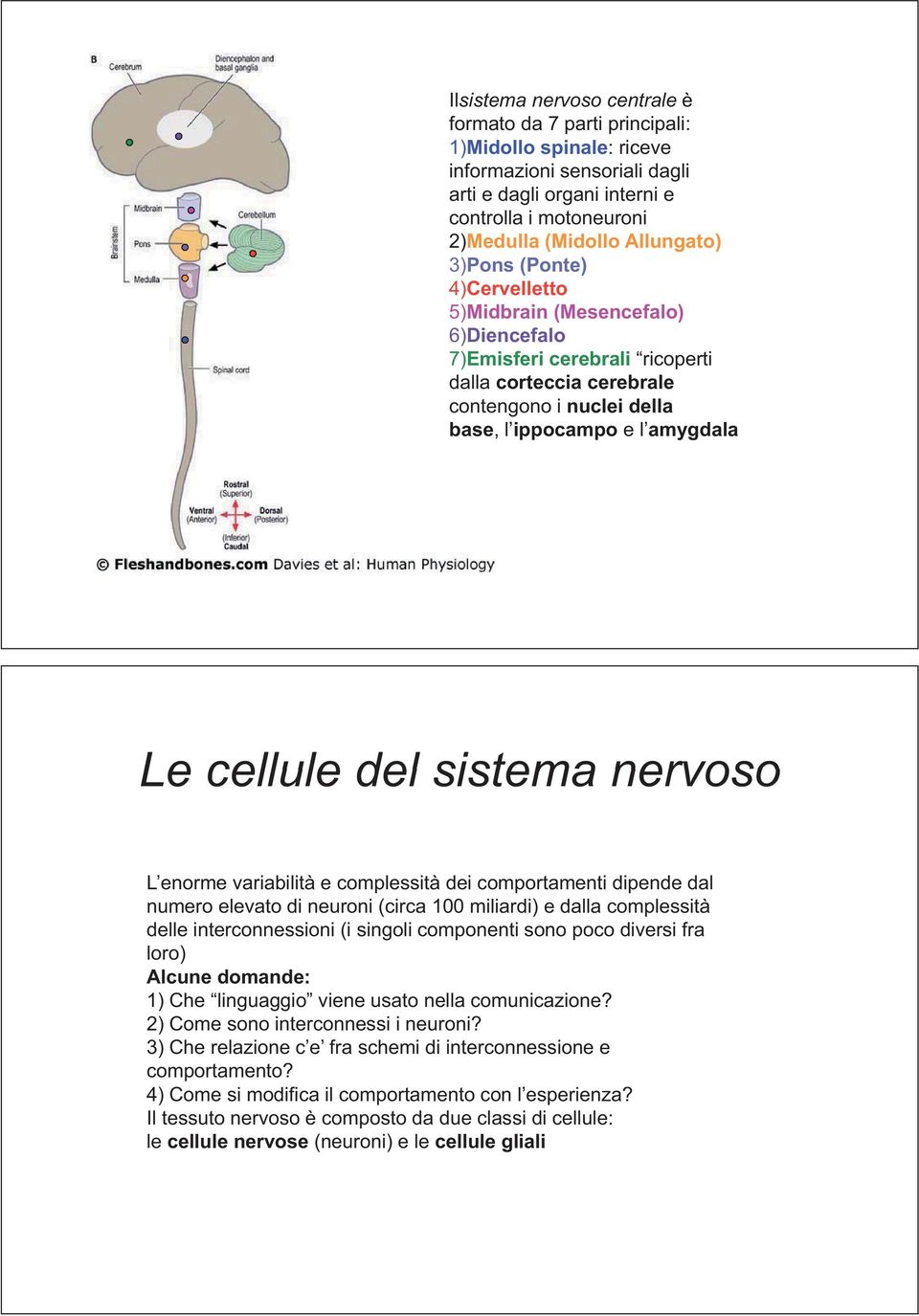 cellule del sistema nervoso L enorme variabilità e complessità dei comportamenti dipende dal numero elevato di neuroni (circa 100 miliardi) e dalla complessità delle interconnessioni (i singoli