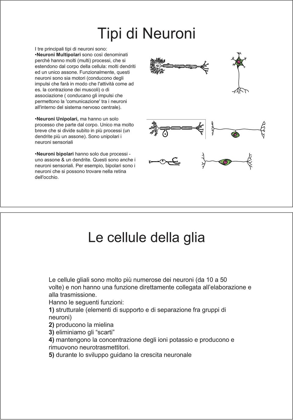 la contrazione dei muscoli) o di associazione ( conducano gli impulsi che permettono la 'comunicazione' tra i neuroni all'interno del sistema nervoso centrale).