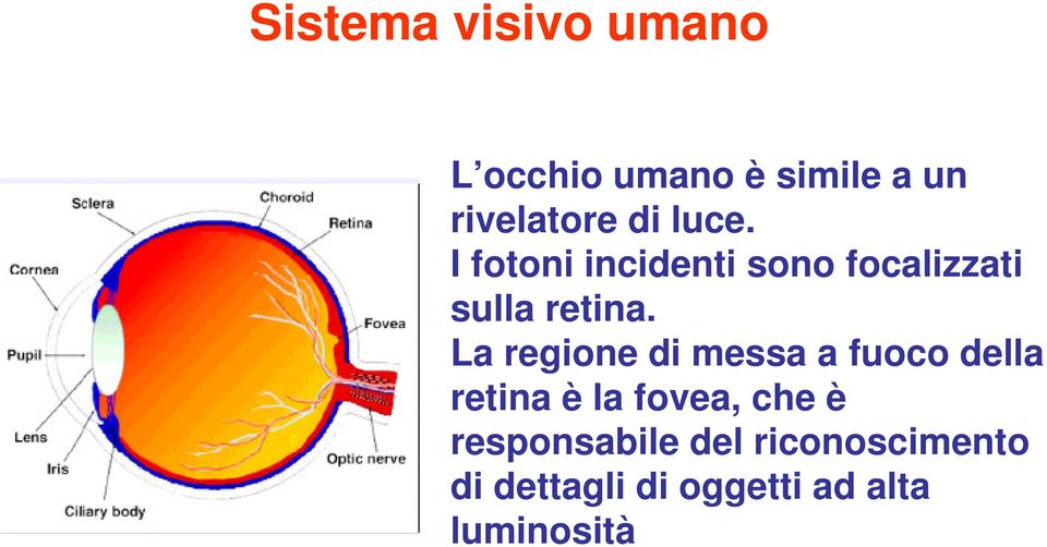 La regione di messa a fuoco della retina è la fovea, che è