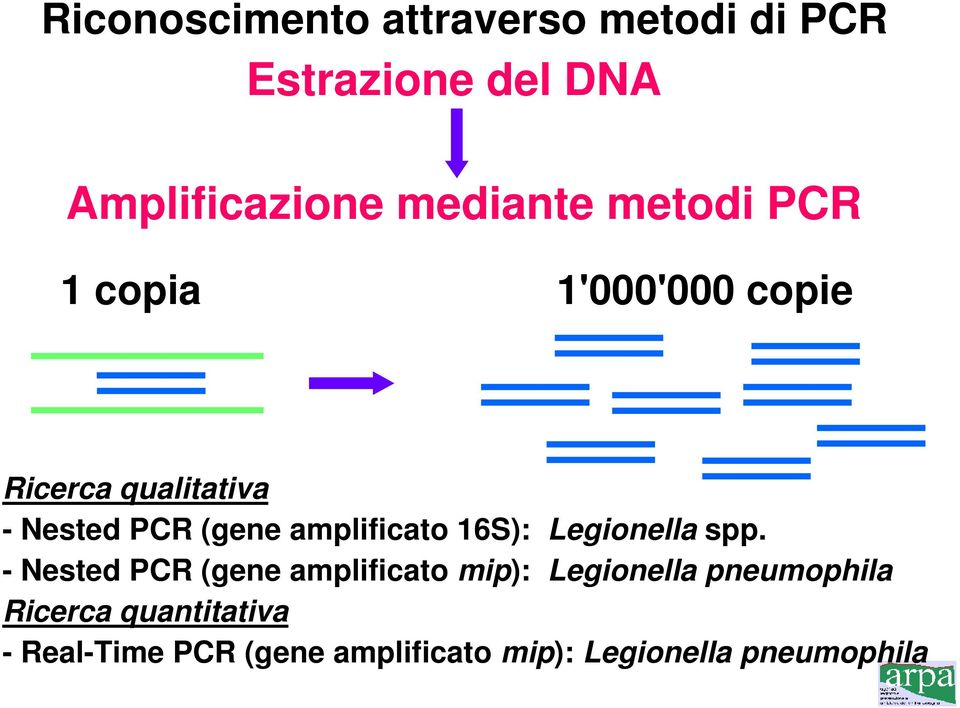 amplificato 16S): Legionella spp.