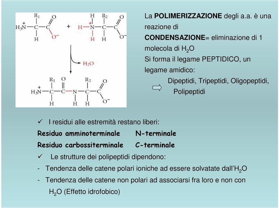 amminoterminale N-terminale Residuo carbossiterminale C-terminale Le strutture dei polipeptidi dipendono: - Tendenza delle catene