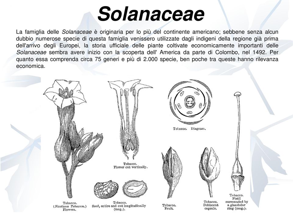 ufficiale delle piante coltivate economicamente importanti delle Solanaceae sembra avere inizio con la scoperta dell' America da