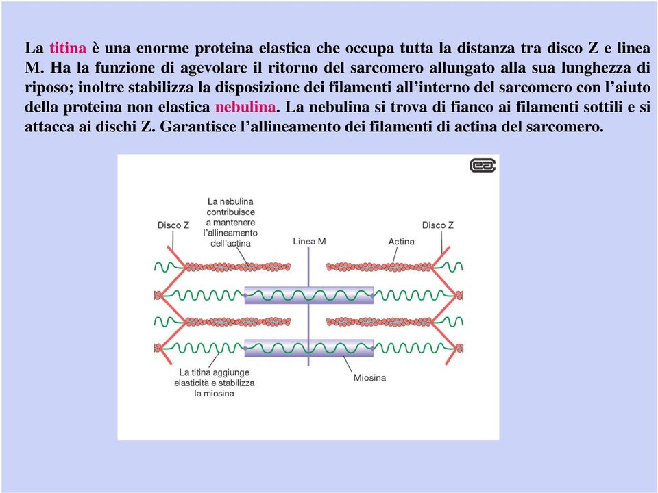 la disposizione dei filamenti all interno del sarcomero con l aiuto della proteina non elastica nebulina.