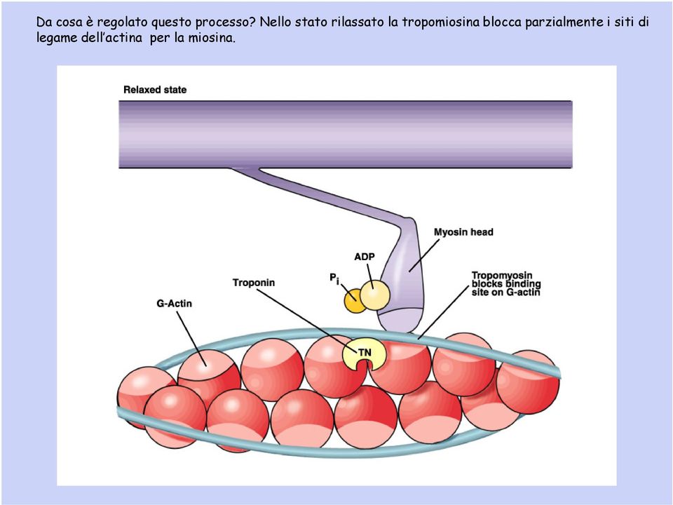 tropomiosina blocca parzialmente i