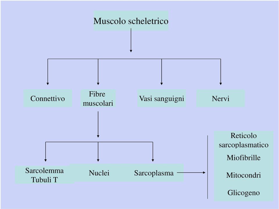 sarcoplasmatico Miofibrille Sarcolemma