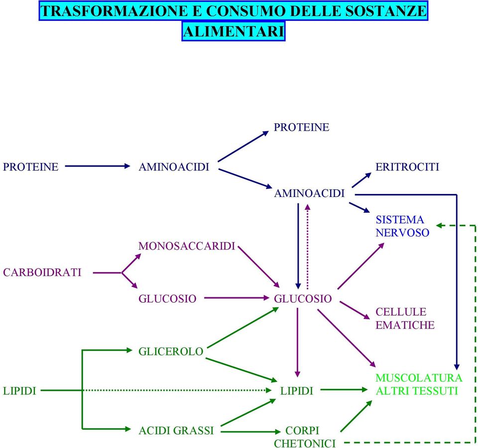 NERVOSO CARBOIDRATI GLUCOSIO GLICEROLO GLUCOSIO CELLULE EMATICHE