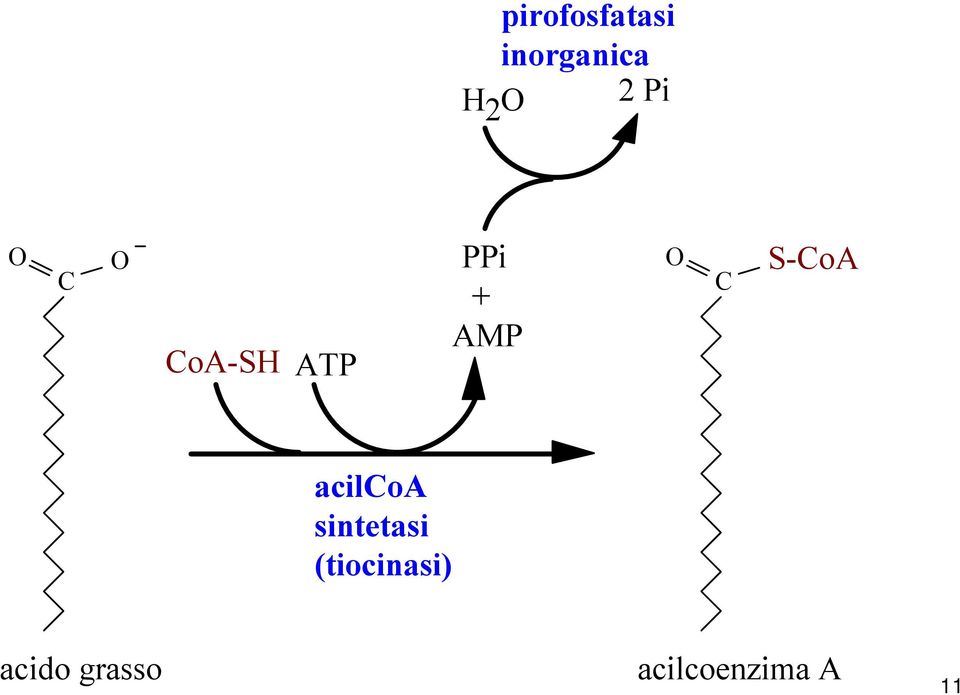 S-CoA acilcoa sintetasi