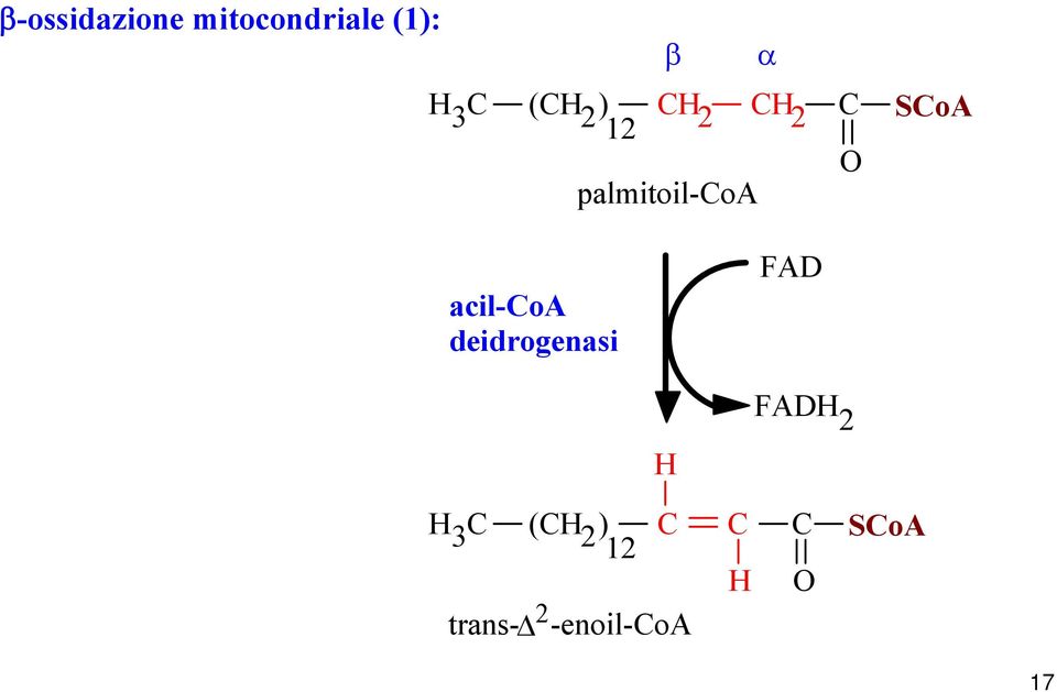 acil-coa deidrogenasi FAD H FADH 2 H 3