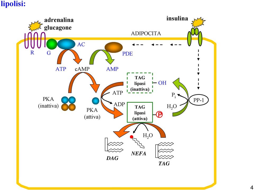(inattiva) PKA (attiva) ATP ADP TAG lipasi
