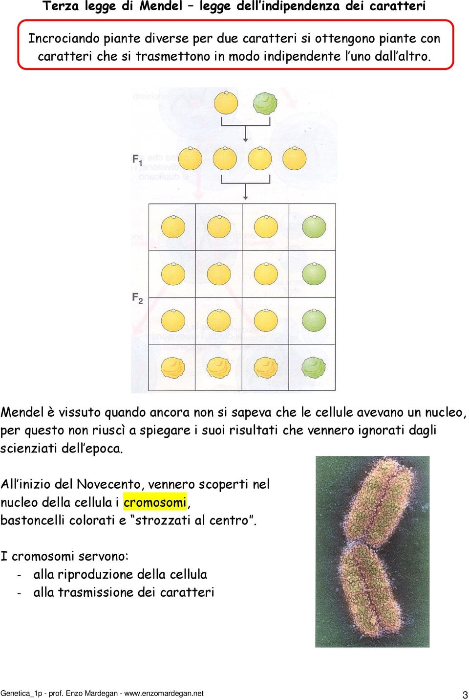 Mendel è vissuto quando ancora non si sapeva che le cellule avevano un nucleo, per questo non riuscì a spiegare i suoi risultati che vennero ignorati dagli