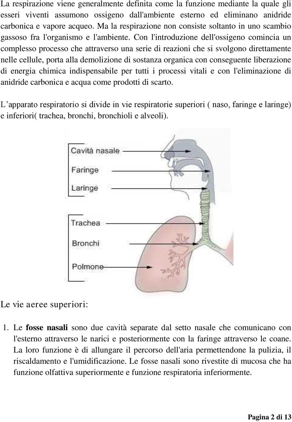 Con l'introduzione dell'ossigeno comincia un complesso processo che attraverso una serie di reazioni che si svolgono direttamente nelle cellule, porta alla demolizione di sostanza organica con