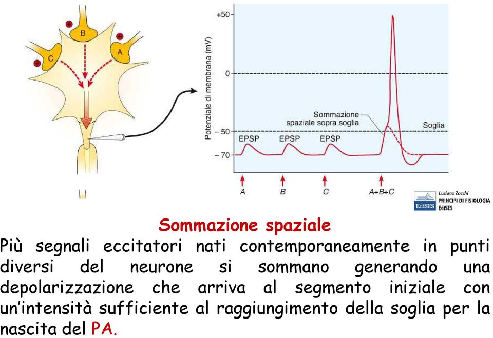 generando una depolarizzazione che arriva al segmento iniziale con