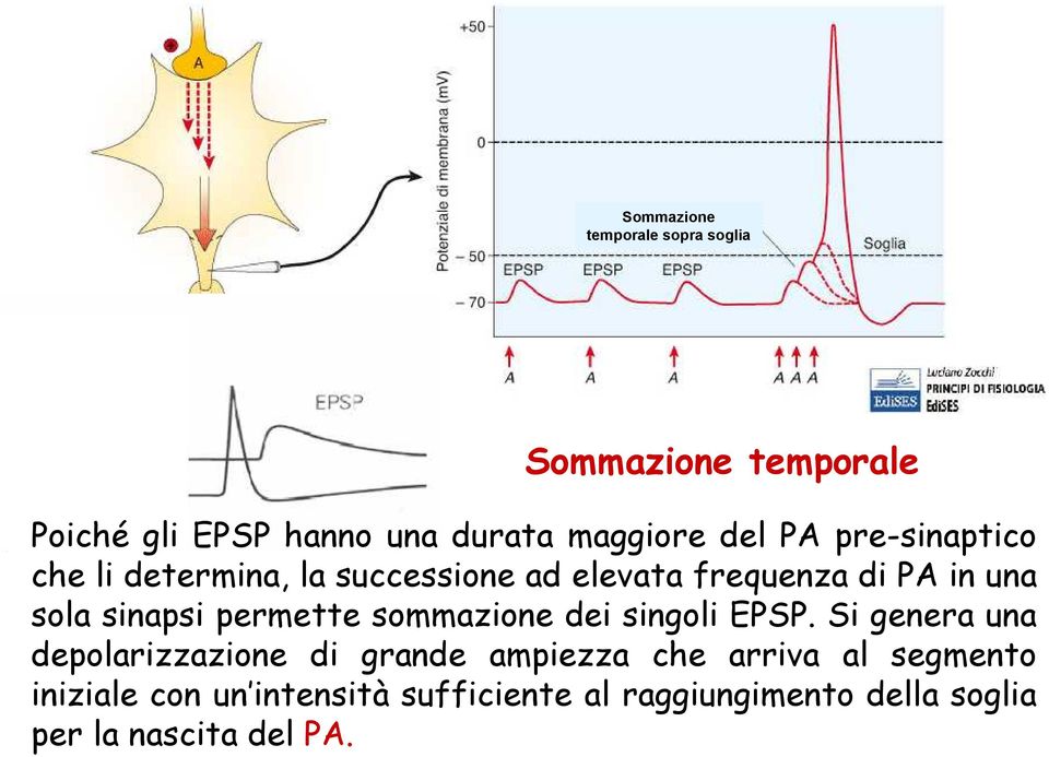 sinapsi permette sommazione dei singoli EPSP.