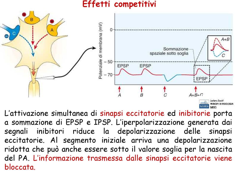 L iperpolarizzazione generata dai segnali inibitori riduce la depolarizzazione delle sinapsi