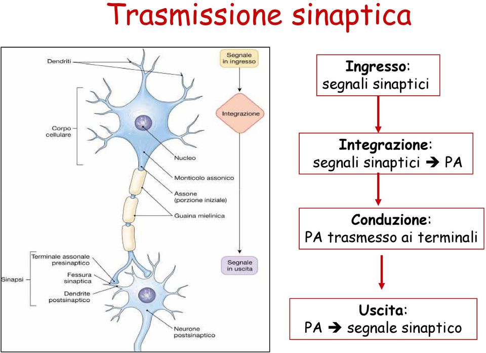 segnali sinaptici PA Conduzione: PA