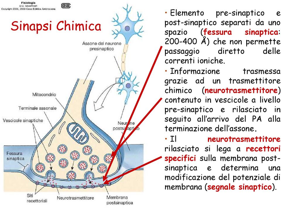 Informazione trasmessa grazie ad un trasmettitore chimico (neurotrasmettitore) contenuto in vescicole a livello pre-sinaptico e