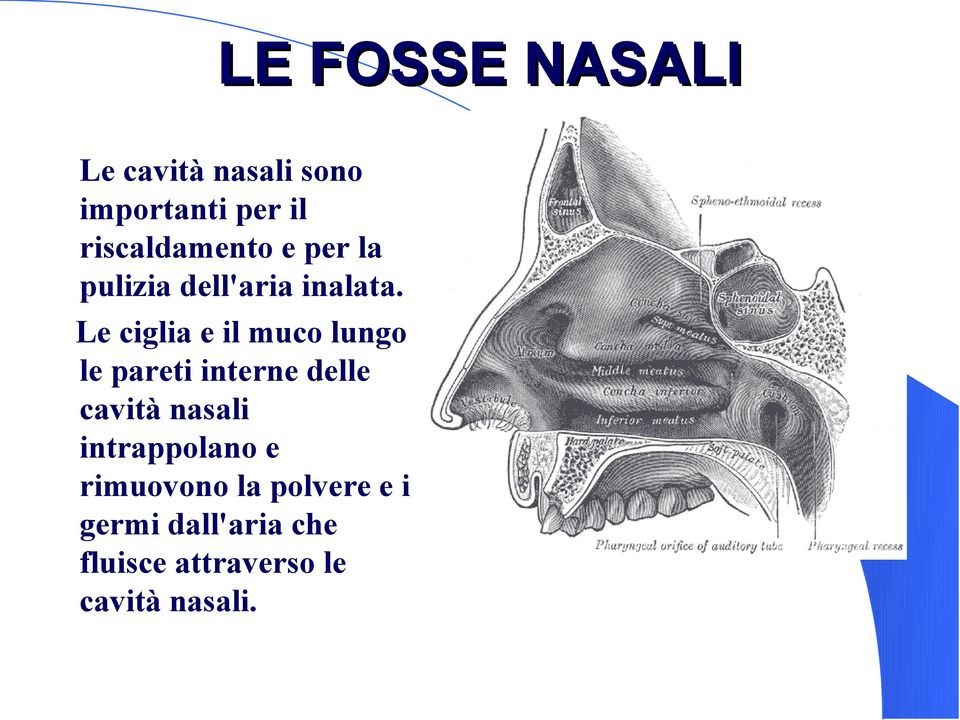 Le ciglia e il muco lungo le pareti interne delle cavità nasali