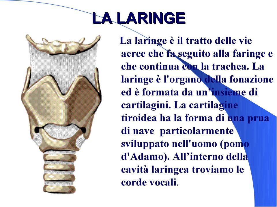 La laringe è l'organo della fonazione ed è formata da un insieme di cartilagini.