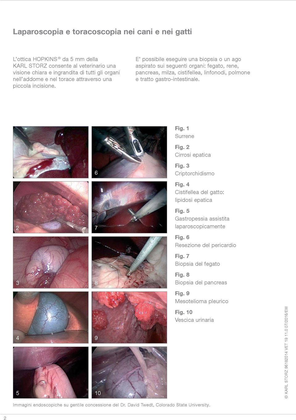 Fig. 1 Surrene Fig. 2 Cirrosi epatica 1 6 Fig. 3 Criptorchidismo Fig. 4 Cistifellea del gatto: lipidosi epatica 2 7 Fig. 5 Gastropessia assistita laparoscopicamente Fig.