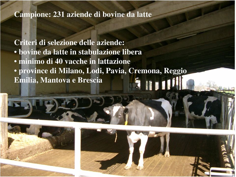 stabulazione libera minimo di 40 vacche in lattazione