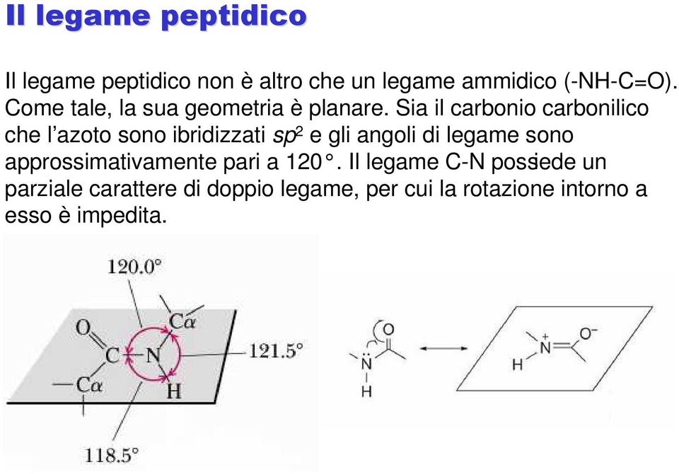 Sia il carbonio carbonilico che l azoto sono ibridizzati sp 2 e gli angoli di legame sono