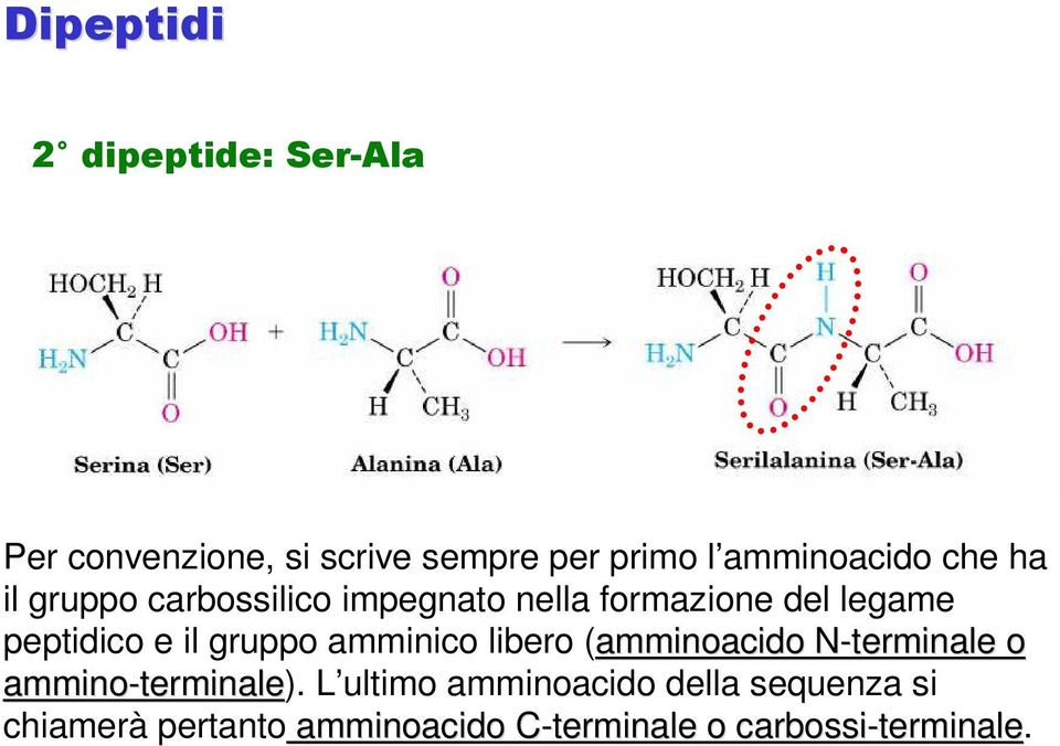 amminico libero (amminoacido N-terminale o ammino-terminale terminale).