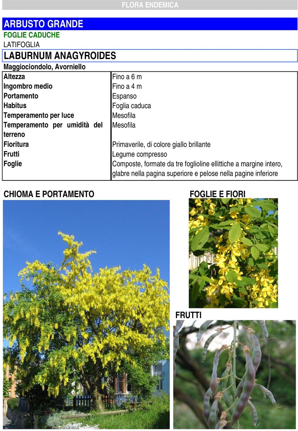 compresso Composte, formate da tre foglioline ellittiche a margine intero, glabre