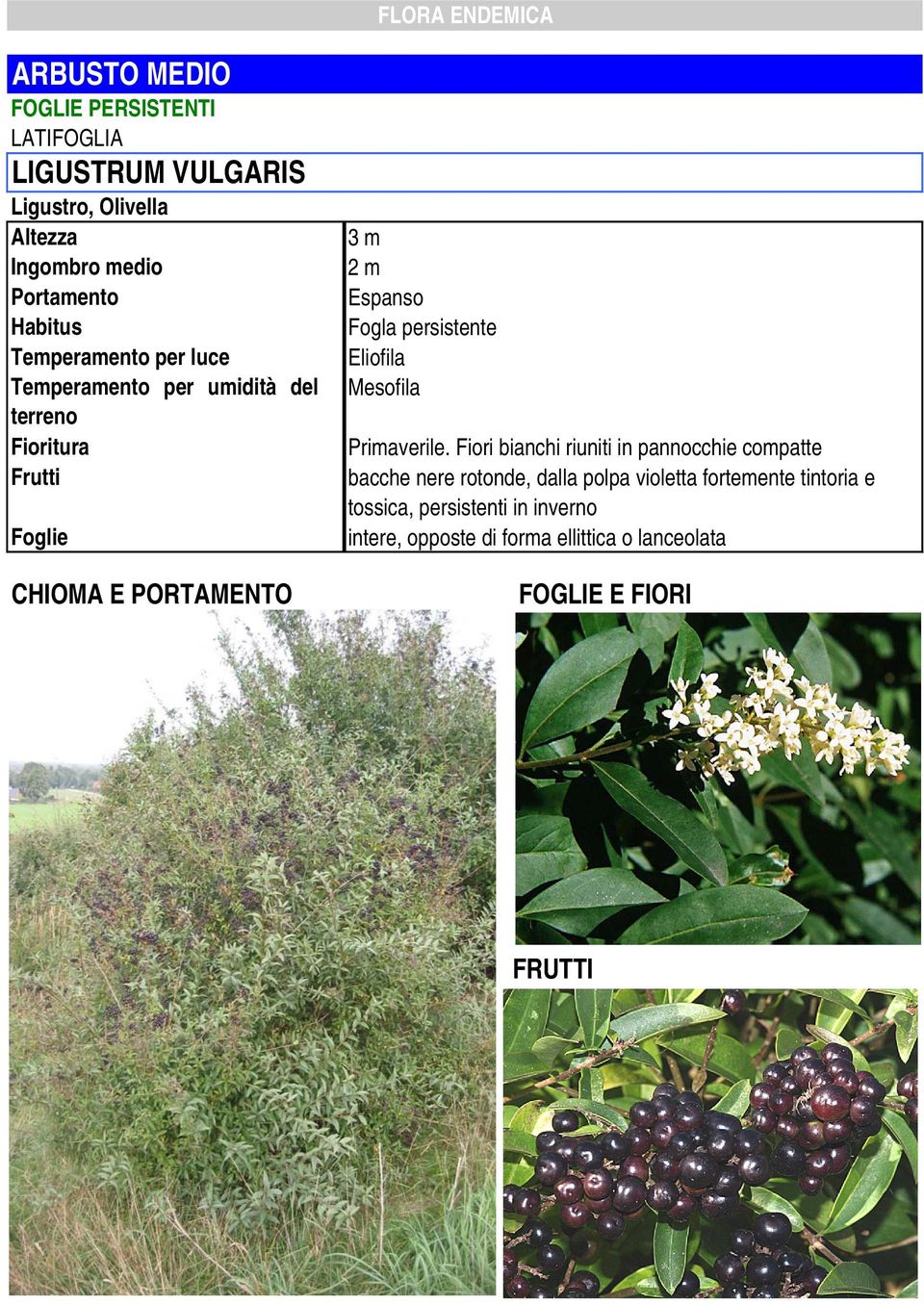 Fiori bianchi riuniti in pannocchie compatte bacche nere rotonde, dalla polpa violetta