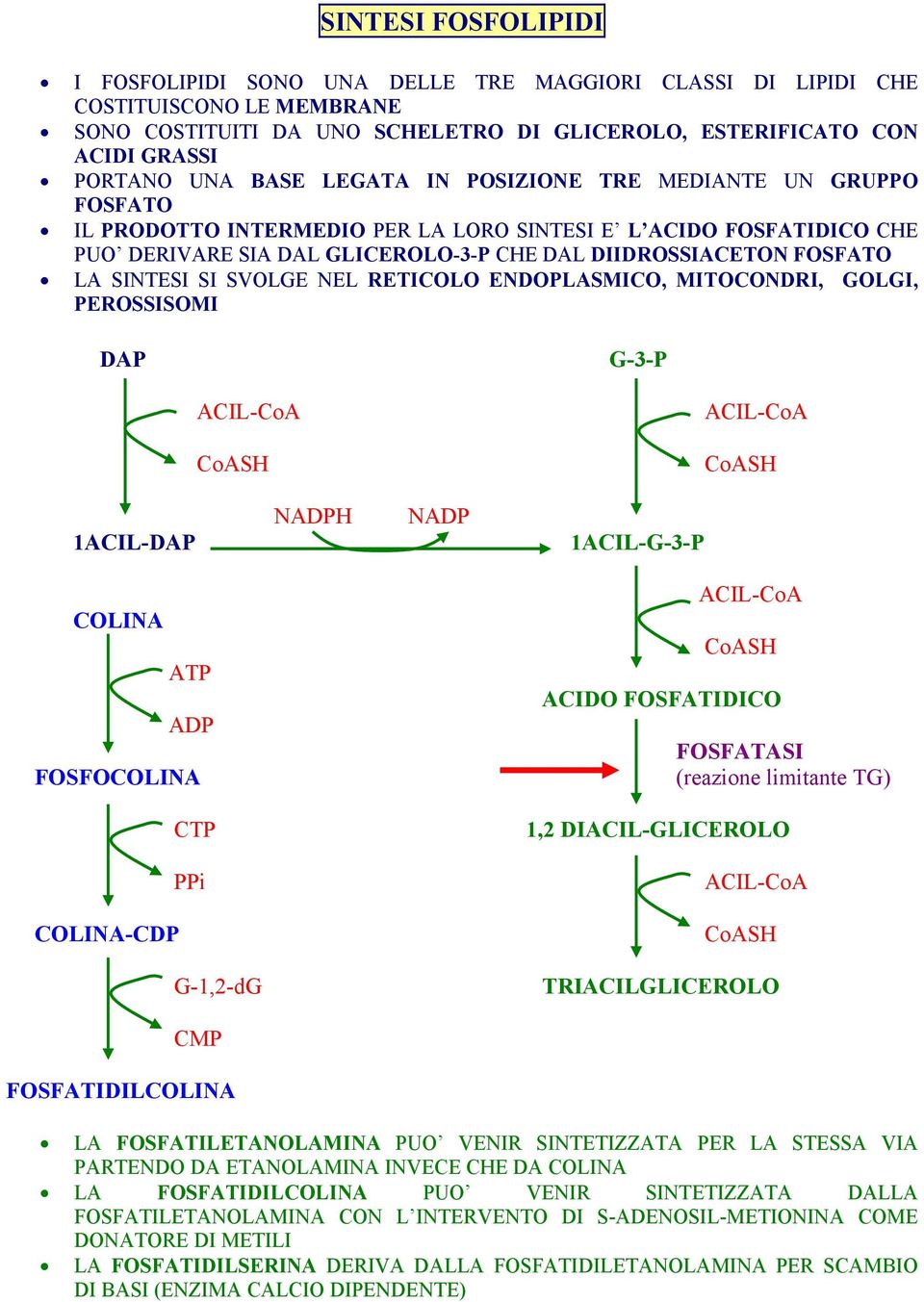 SINTESI SI SVOLGE NEL RETICOLO ENDOPLASMICO, MITOCONDRI, GOLGI, PEROSSISOMI DAP G-3-P ACIL-CoA ACIL-CoA 1ACIL-DAP NADPH NADP 1ACIL-G-3-P COLINA ATP ADP FOSFOCOLINA ACIL-CoA ACIDO FOSFATIDICO