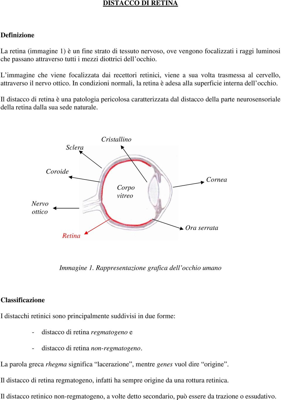 In condizioni normali, la retina è adesa alla superficie interna dell occhio.