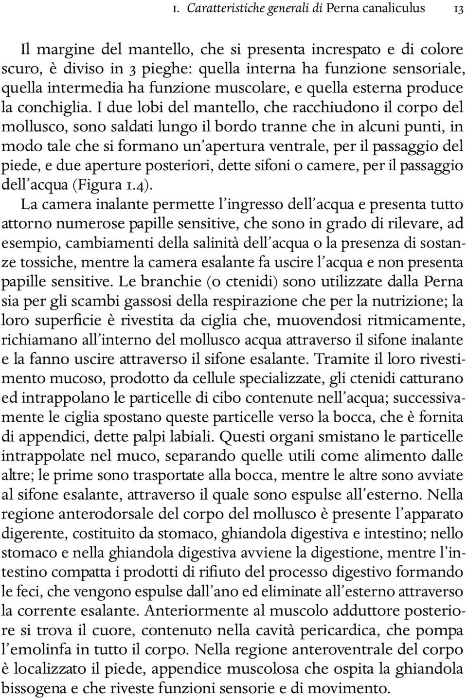 I due lobi del mantello, che racchiudono il corpo del mollusco, sono saldati lungo il bordo tranne che in alcuni punti, in modo tale che si formano un apertura ventrale, per il passaggio del piede, e