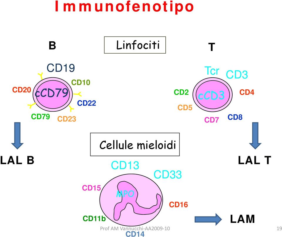 ccd3 CD7 CD8 CD4 LAL B CD15 CD11b Cellule