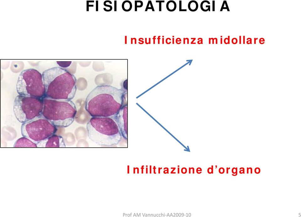 midollare