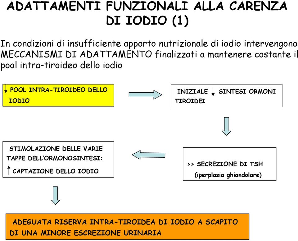 INTRA-TIROIDEO DELLO IODIO INIZIALE TIROIDEI SINTESI ORMONI STIMOLAZIONE DELLE VARIE TAPPE DELL ORMONOSINTESI: CAPTAZIONE