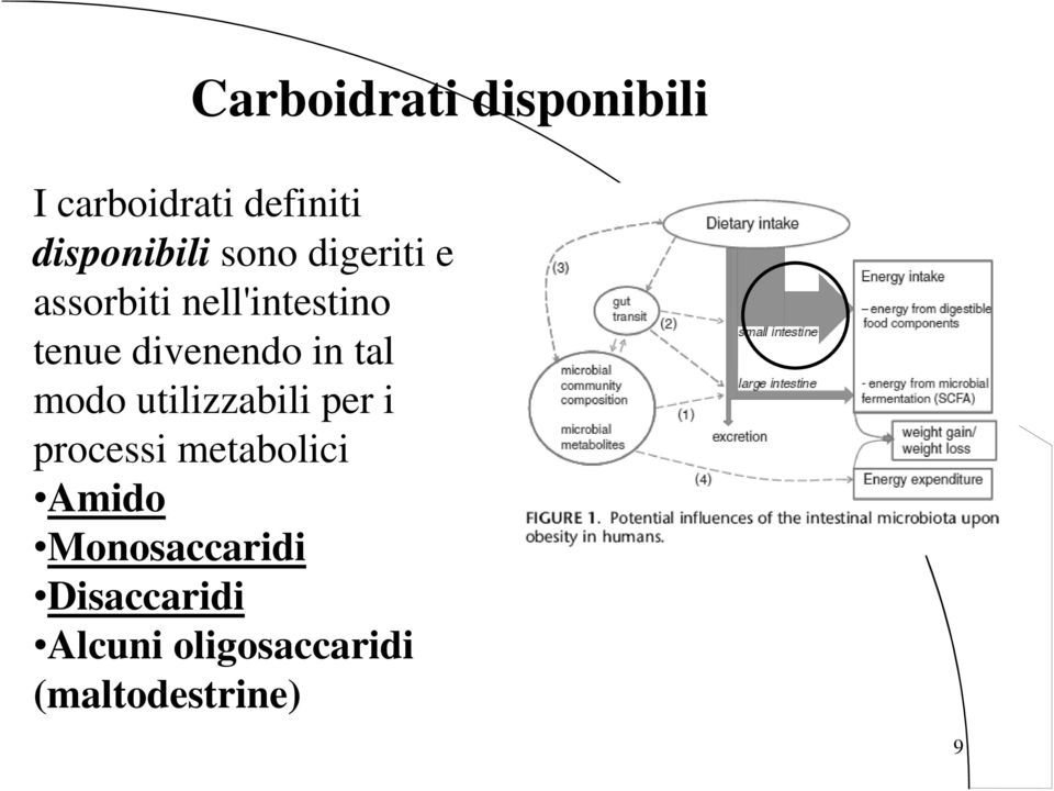 tal modo utilizzabili per i processi metabolici Amido