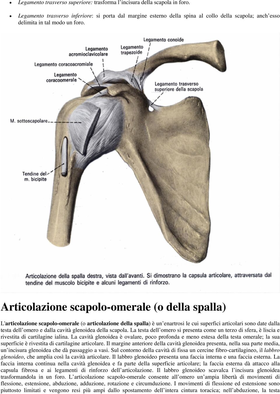 Articolazione scapolo-omerale (o della spalla) L'articolazione scapolo-omerale (o articolazione della spalla) è un enartrosi le cui superfici articolari sono date dalla testa dell omero e dalla