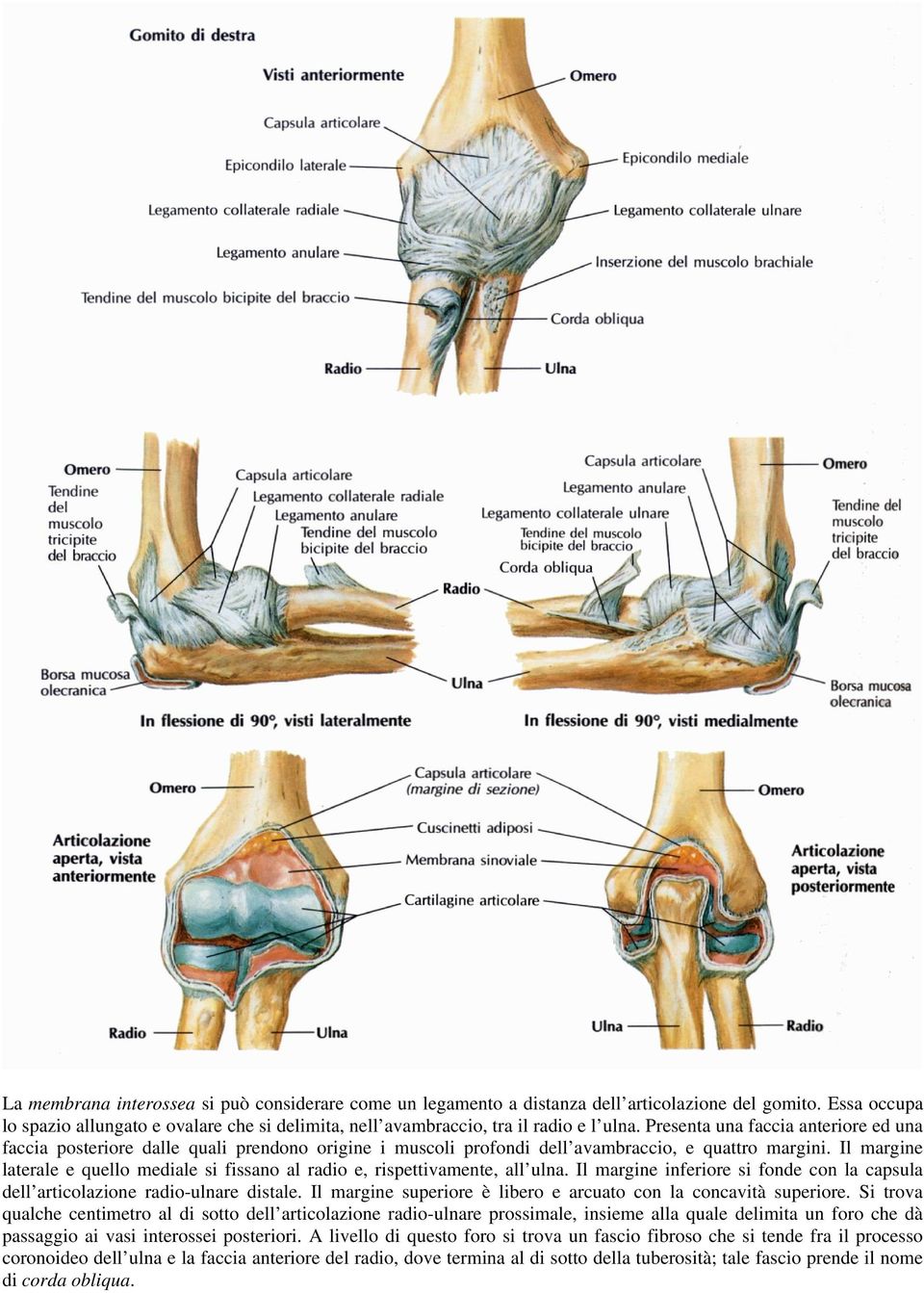 Presenta una faccia anteriore ed una faccia posteriore dalle quali prendono origine i muscoli profondi dell avambraccio, e quattro margini.