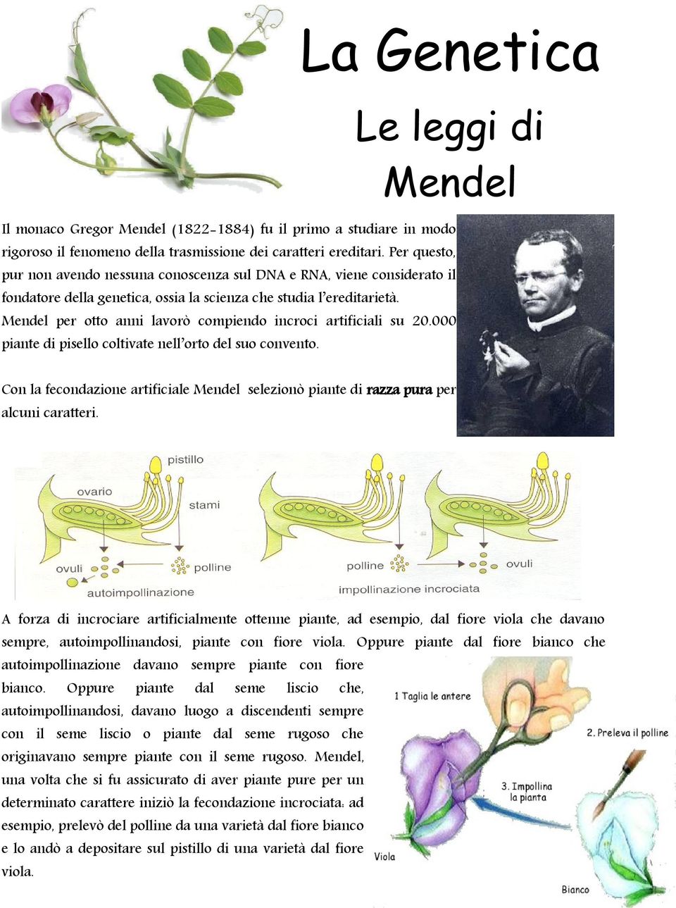 Mendel per otto anni lavorò compiendo incroci artificiali su 20.000 piante di pisello coltivate nell orto del suo convento.