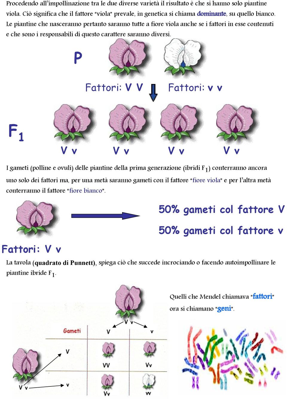 F 1 V v V v V v V v I gameti (polline e ovuli) delle piantine della prima generazione (ibridi F 1 ) conterranno ancora uno solo dei fattori ma, per una metà saranno gameti con il fattore fiore viola