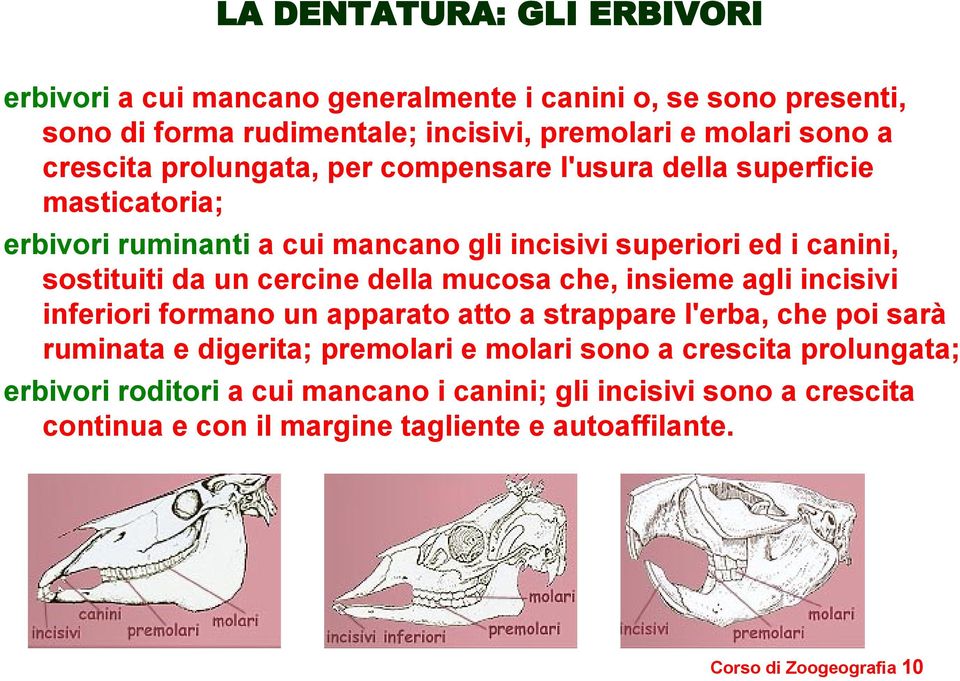 cercine della mucosa che, insieme agli incisivi inferiori formano un apparato atto a strappare l'erba, che poi sarà ruminata e digerita; premolari e molari sono a