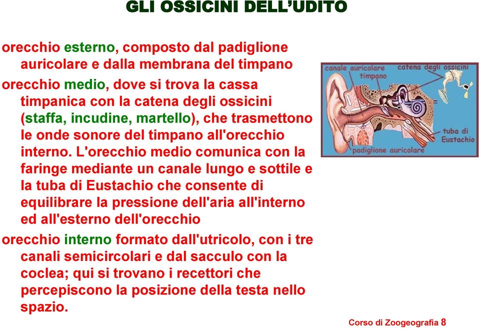 L'orecchio medio comunica con la faringe mediante un canale lungo e sottile e la tuba di Eustachio che consente di equilibrare la pressione dell'aria all'interno ed